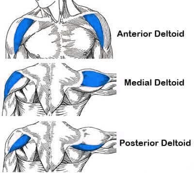 Anterior-Deltoid | Medial Deltoid | Posterior Deltoid | myworkoutdiet