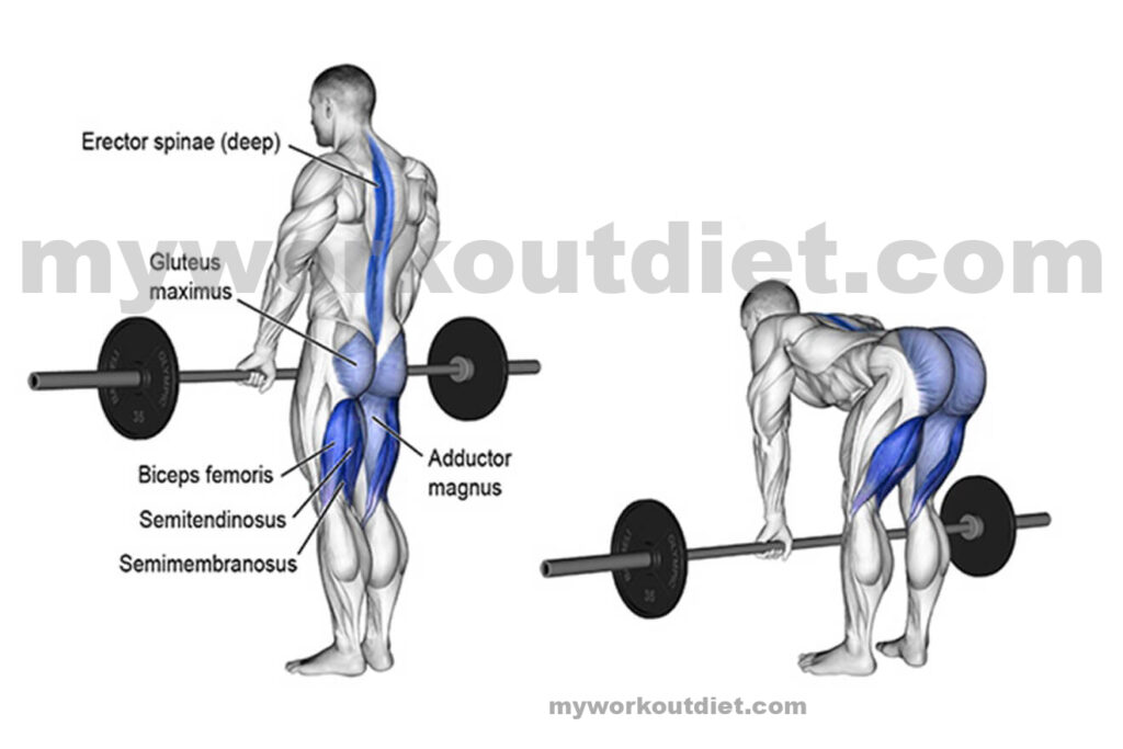 Barbell stiff leg deadlift | Top 10 Killer legs workouts at the gym | workouts for legs exercise | myworkoutdiet.com