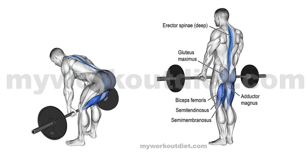 Barbell-straight-back-stiff-exercise |  Workouts For Lats | myworkoutdiet