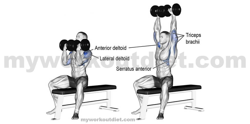 Dumbbell-Arnold-Press | Top 10 killer shoulder workout with dumbbell | for shoulder exercise | myworkoutdiet.com
