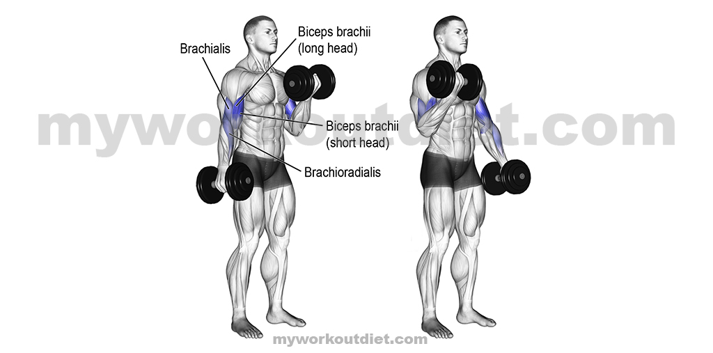 Dumbbell Biceps Curl | 10 Best Workouts For Bicep | myworkoutdiet.com