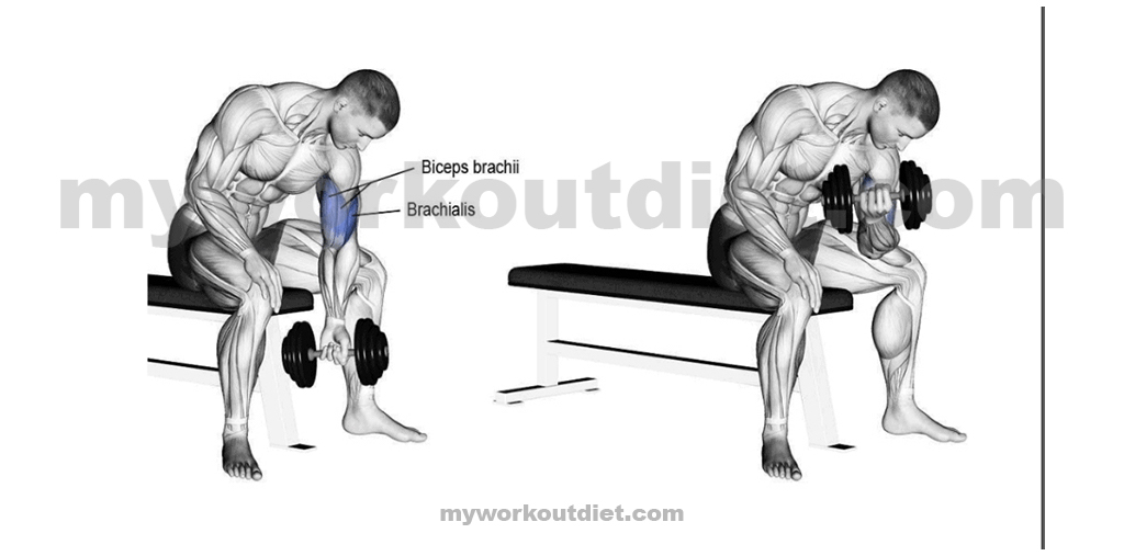 Dumbbell-Concerntrated-Curl | workouts for bicep | myworkoutdiet.com