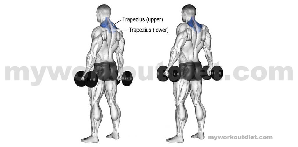 Dumbbell-Upright-Shrug | Top 10 killer shoulder workout with dumbbell | for shoulder exercise | myworkoutdiet.com