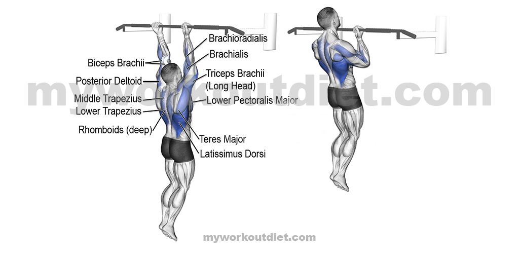 Pull ups-Chin ups | bicep exercises  | myworkoutdiet.com