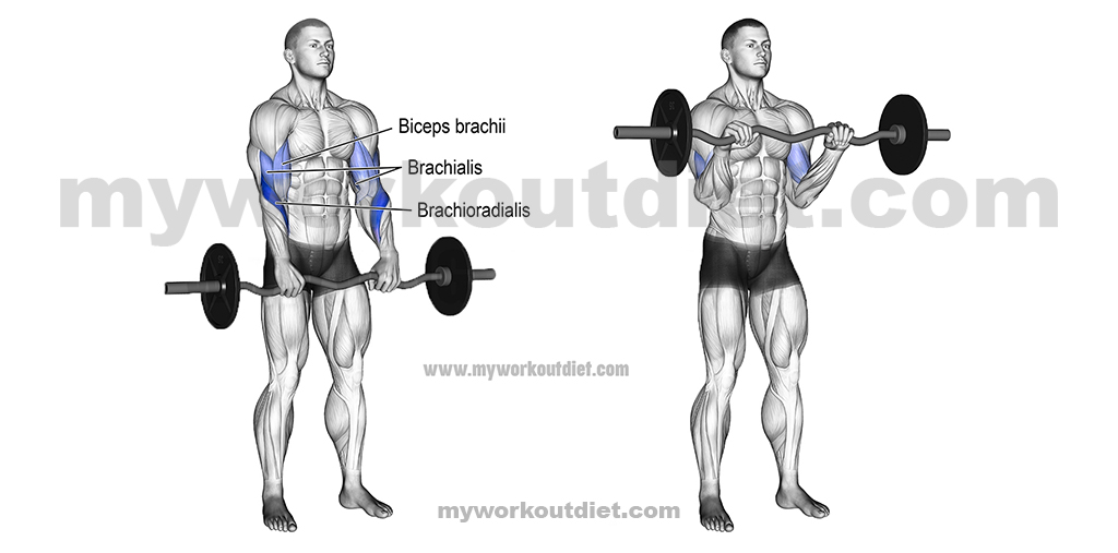 Reverse-Barbell-Curl | Biceps workout at home | myworkoutdiet.com