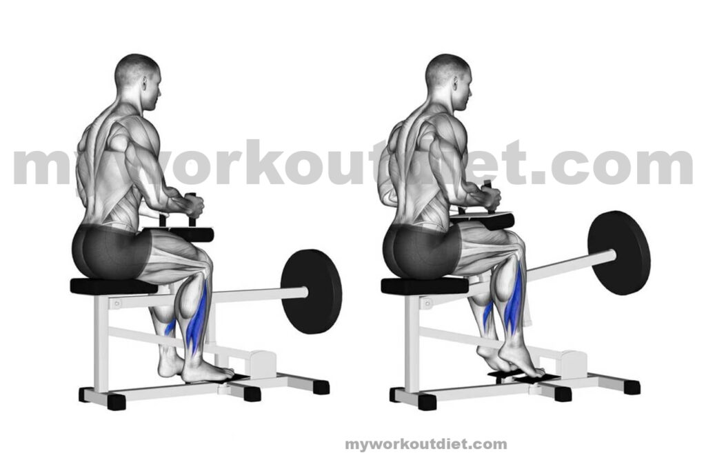 Seated Calf Raise | Top 10 Killer legs workouts at the gym | workouts for legs exercise | myworkoutdiet.com

