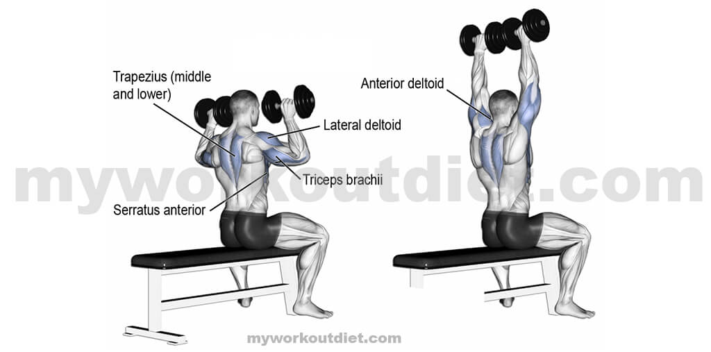 Seated-Dumbbell-Press | Best Exercise For Shoulder | myworkoutdiet
