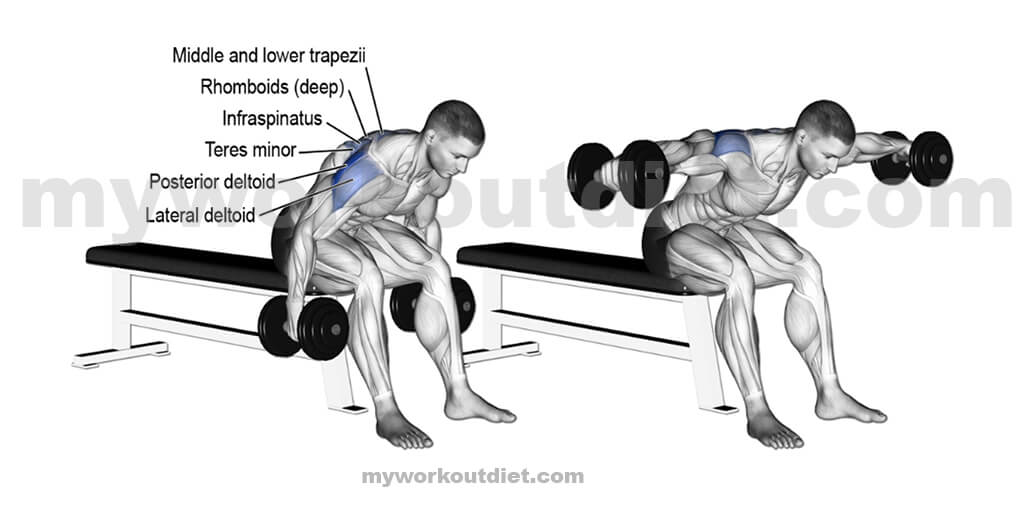 Seated-Rear-Delt-Dumbbell-Fly | Top 10 killer shoulder workout with dumbbell | for shoulder exercise | myworkoutdiet.com